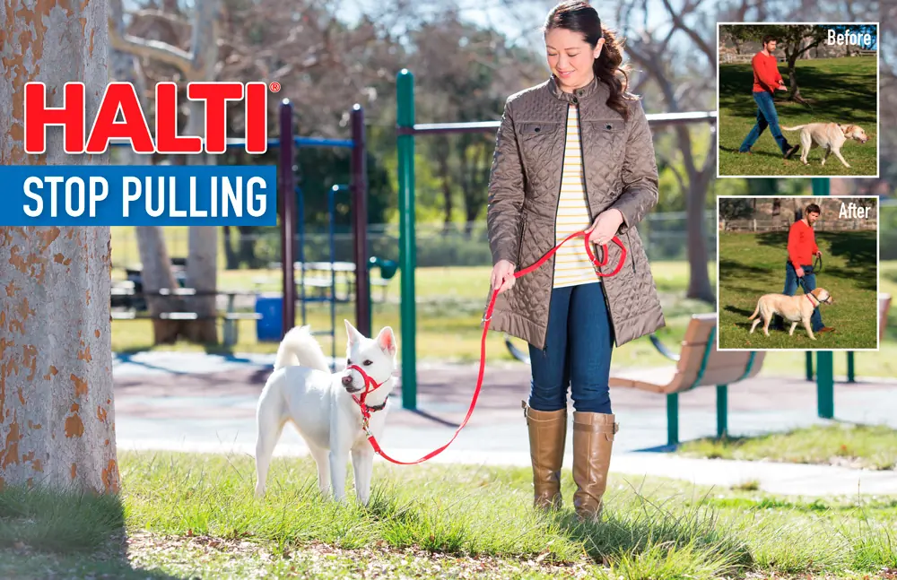 Mi perro tironea, Halti es la solución