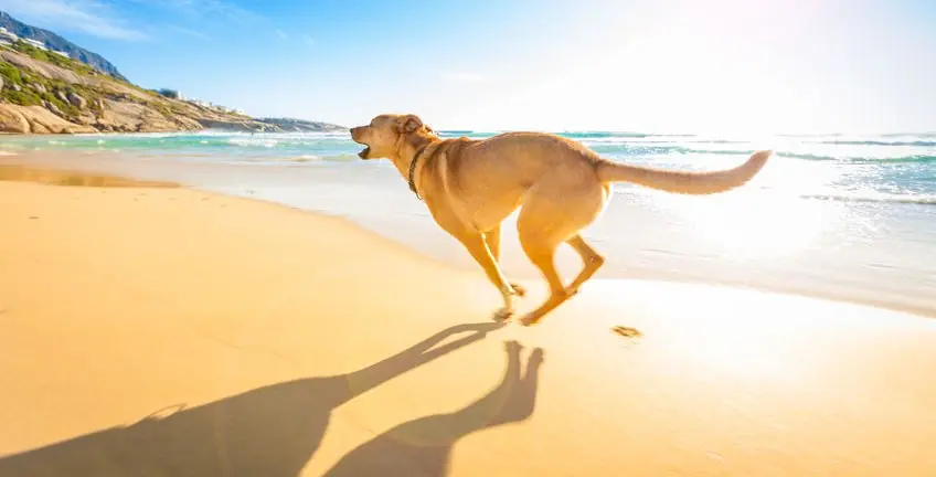 Todas las playas para perros de Málaga 2017